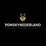 🐾POMSKY PUPPIES FOR SALE🐾
