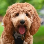 Mazy The Cockapoo