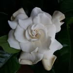 Daniela Anca Turdean