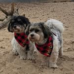 Dorus & Pablo 🐾🐾 | Dogfluencers
