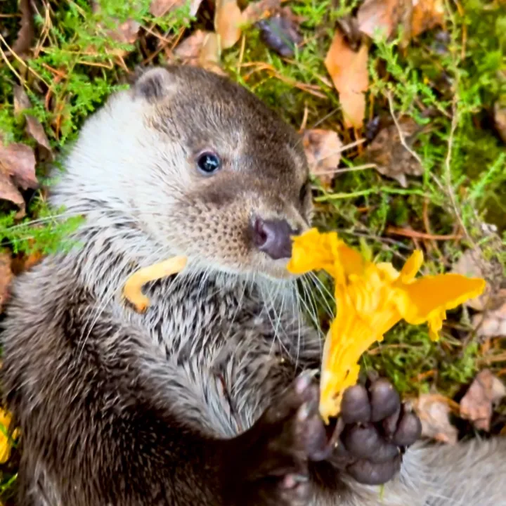 Leya Otter