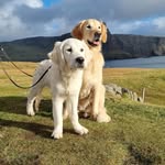 Harvey & Fergus