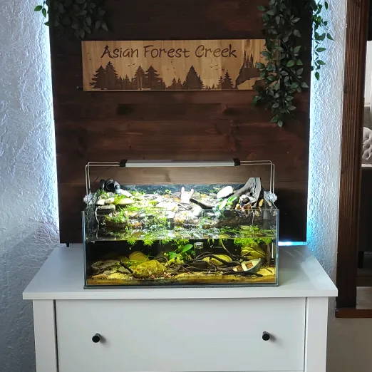 Aquaristic_Skalar