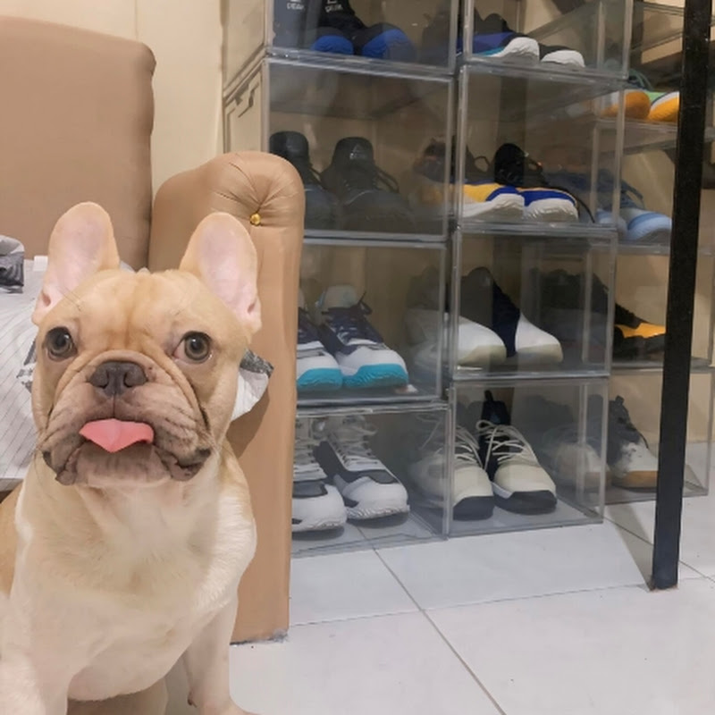 WembyTheFrenchie