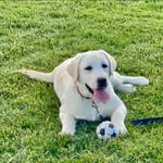 Stavros Paraskevopoulos