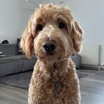 𝑀𝒾𝓃𝑜 🐾 ein waschechter Lauser