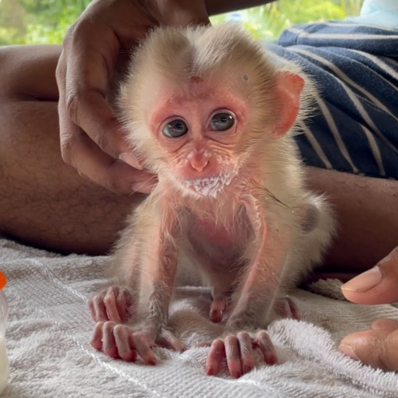 Monkey Elly