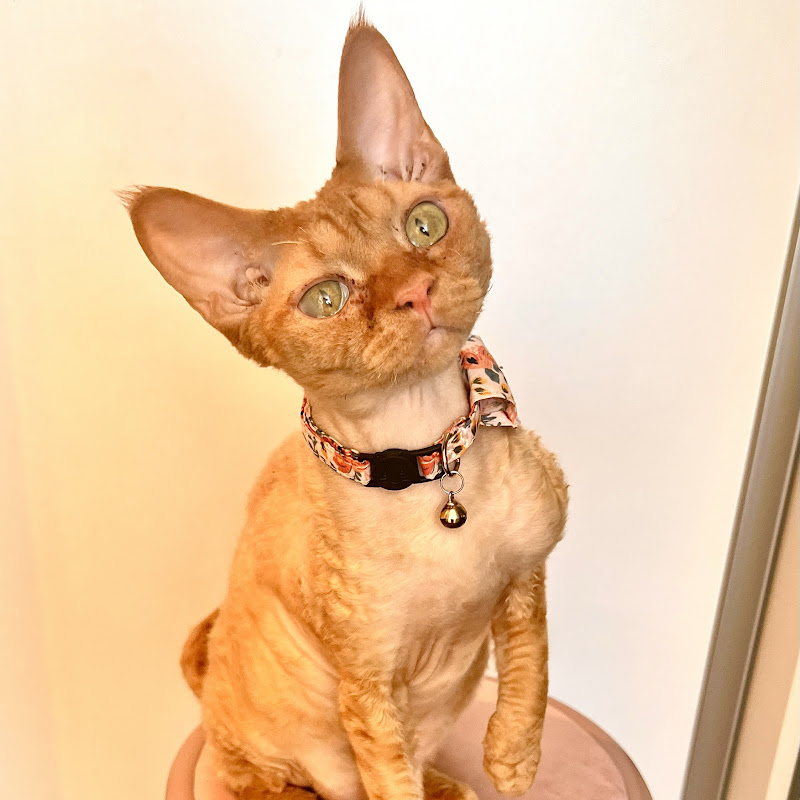 Nugget Devon Rex
