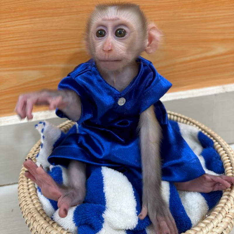 Jobee  Monkey