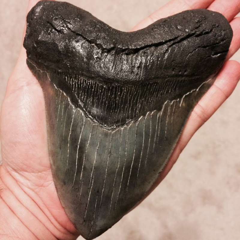 blackriverfossils