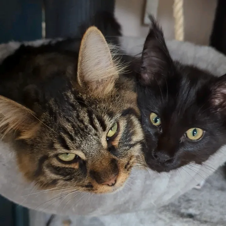 Ted, Fozz, Bear, Pepper, Bunny