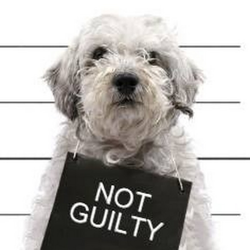 Funny Guilty Dogs