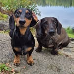 Kilju-Keijo & Tauski Dachshunds