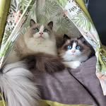 Ragdolls Teddy and Mila 🇳🇱