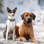 Felix and Willy