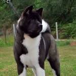 Akita