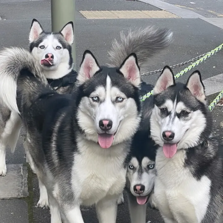 HuskyTribeLdn