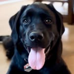 ColtTheEnglishLab