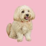 Wendy 🐶| La Dog Model milanese