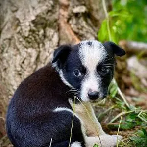 HELP FOR SHELTER ANIMALS
