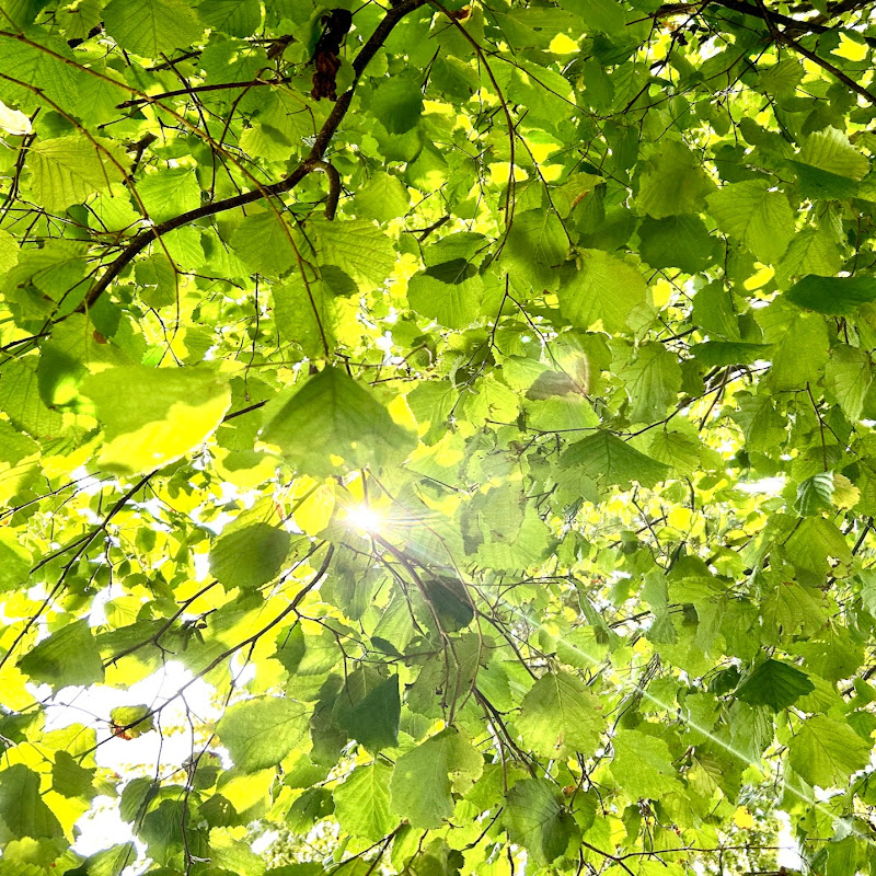 Natural Healthy and Beautiful