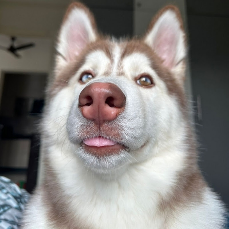 Bella chow the Husky