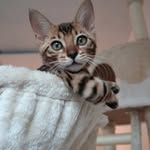 Indiana Rose | adventure cat from Belgium🇧🇪