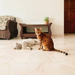 Kohby Koh 许宝宝 & Kohko Koh 许宝贝