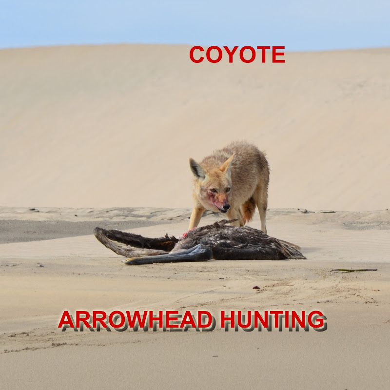 Coyote Arrowhead Hunting