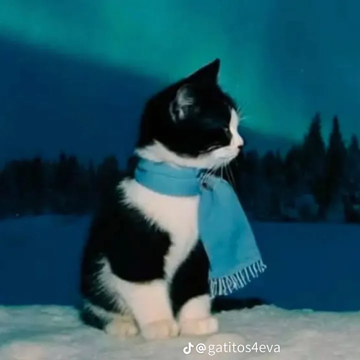 Байэля🌙