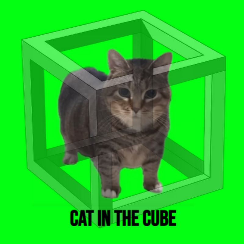 Cat in the cube