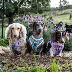 Bounty, Everest & Violet