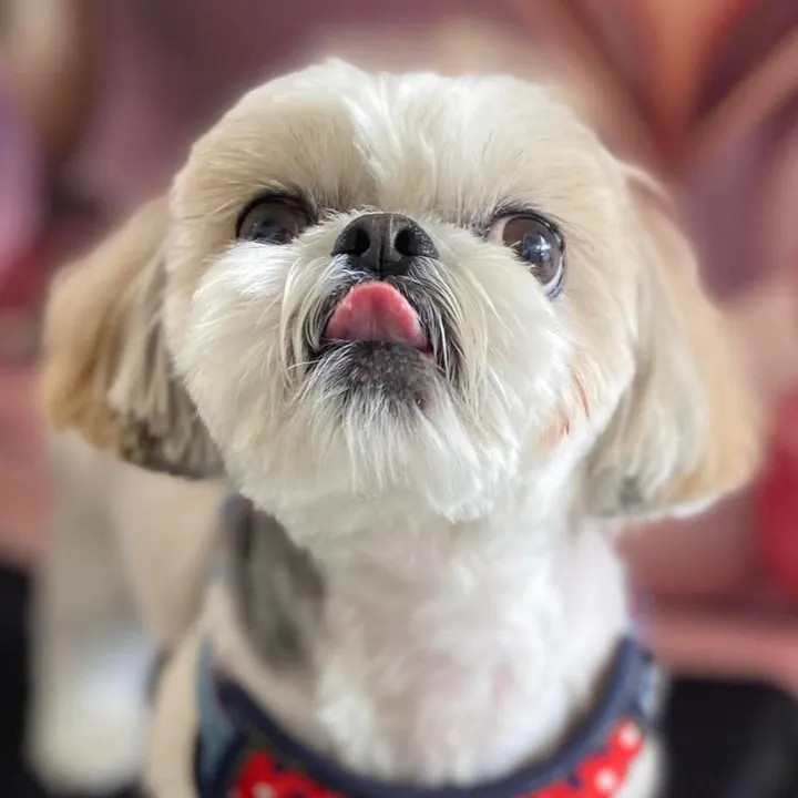 Chewy El Perrito