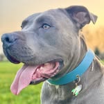 ⊹ 𝐄𝐀𝐑𝐋𝐘 ⊹ 🐾 Amstaff Happy