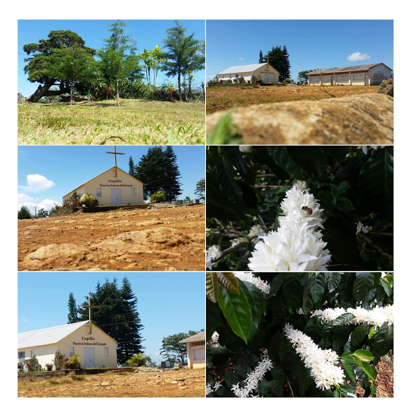 Abejas,  Naturaleza y algo más  RD.