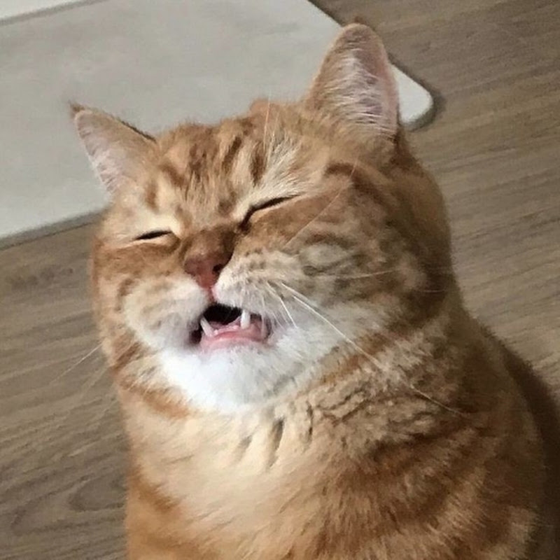 Oyen