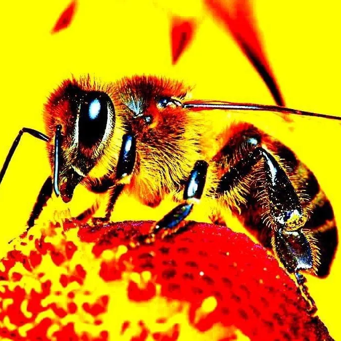 Ορεινή Μέλισσα