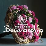 Vreeken Bouvardia
