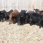 Leachman Cattle