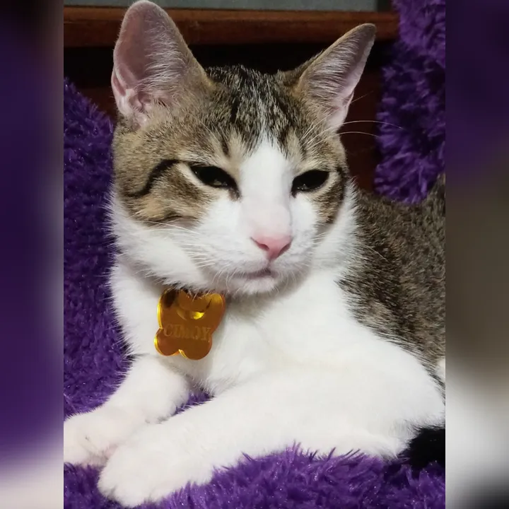 🐈💞  ℂᎥ𝔪𝓞ץ sh𝕆ℙ  🍓🐈