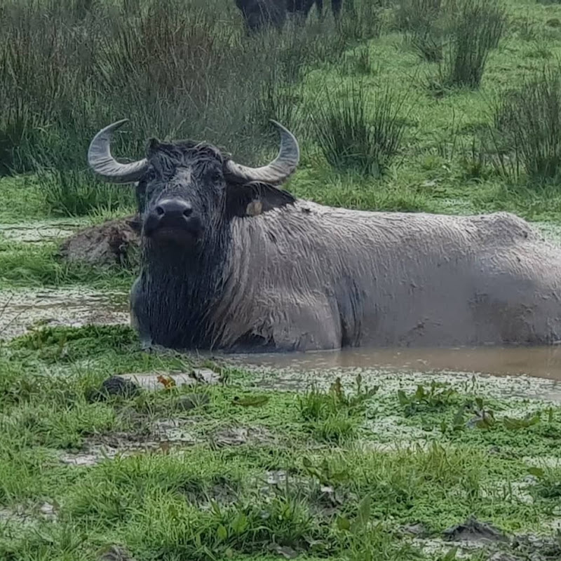 Kiwi Country Living