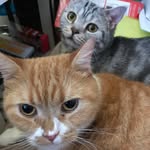 𝕴𝖘𝖘𝓪𝖈𝖍𝓪𝖗