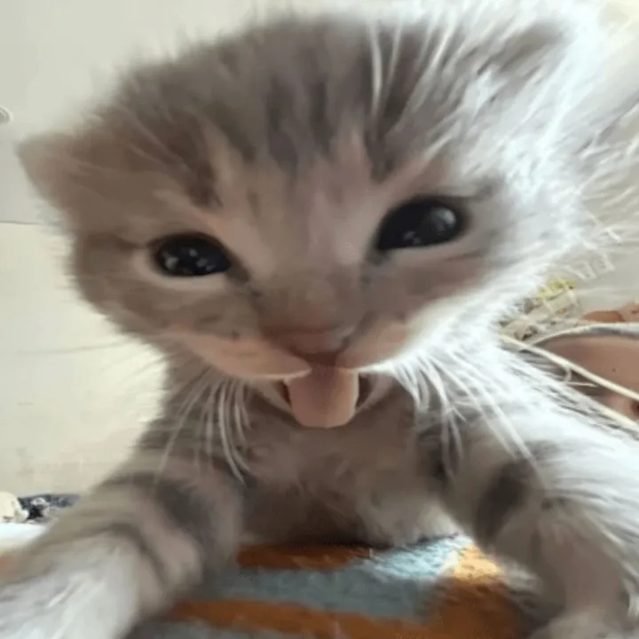 ️