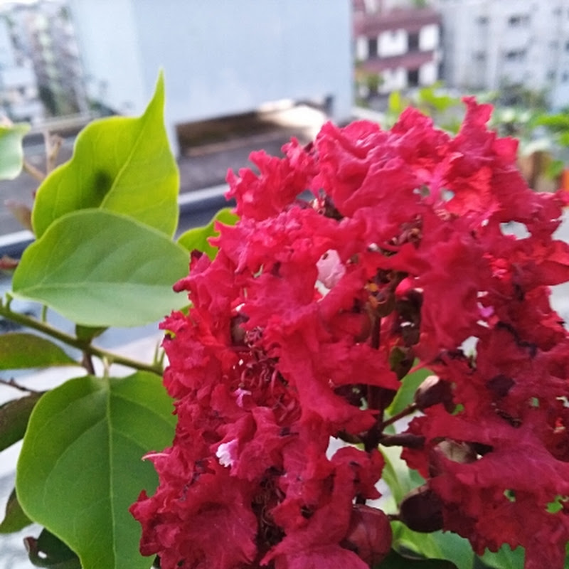 Senohokunjo Gardening