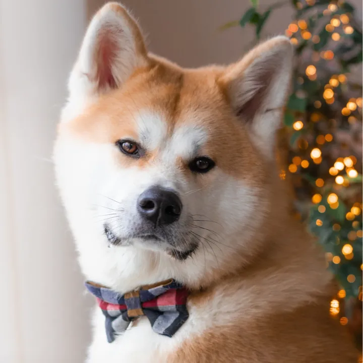 Japanese Akita Inu Sake