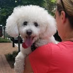 Killer The Bichon