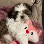 Cookie the Shih Tzu in Paris