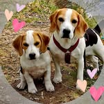 ZAGA-The Warrior Princess 💪 🐕 👑 and her Mommy TYRA 🌈 8/4-25