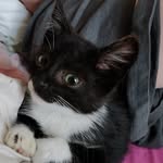 Nano BatCat feat. Pixel