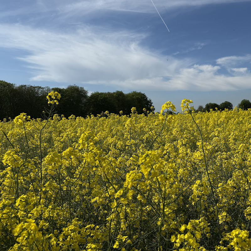 Cozy Seasons Ambience